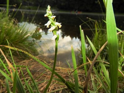 Spiranthes lucida, photographed by Tom Field