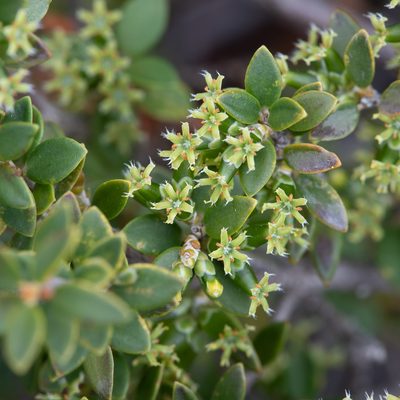 Acrotriche cordata, photographed by Kym Nicolson
