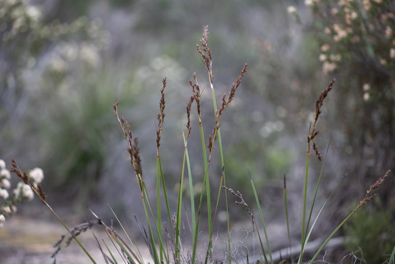Lepidosperma viscidum, photographed by Kym Nicolson