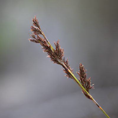 Lepidosperma viscidum, photographed by Kym Nicolson