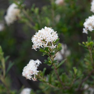 Pomaderris obcordata, photographed by Kym Nicolson