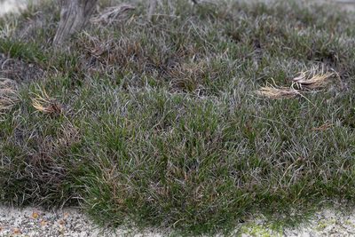Schoenus breviculmis, photographed by Kym Nicolson
