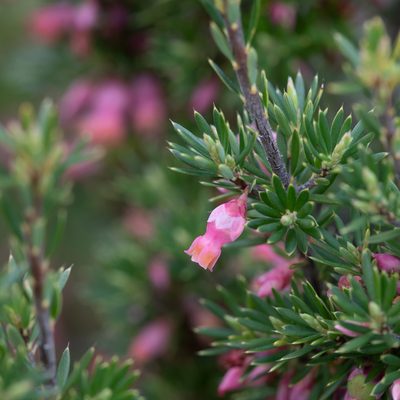 Brachyloma ericoides, photographed by Kym Nicolson