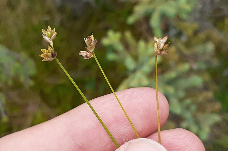 Carex tenuiflora, photographed by Quinten Wiegersma