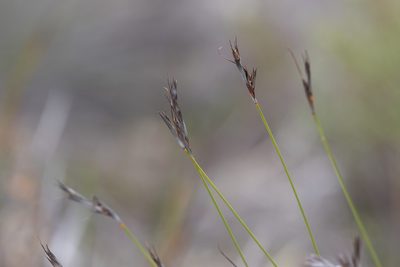 Lepidosperma carphoides, photographed by Kym Nicolson