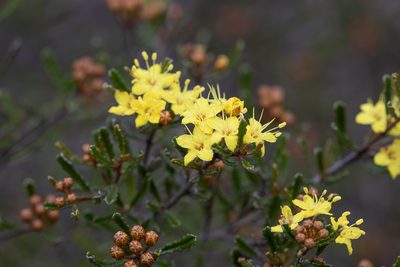 Phebalium bullatum, photographed by Kym Nicolson