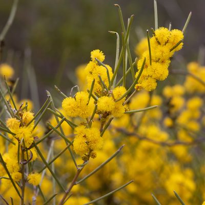 Acacia rigens, photographed by Kym Nicolson