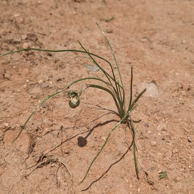 Habranthus longifolius, photographed by Dominic Gentilcore