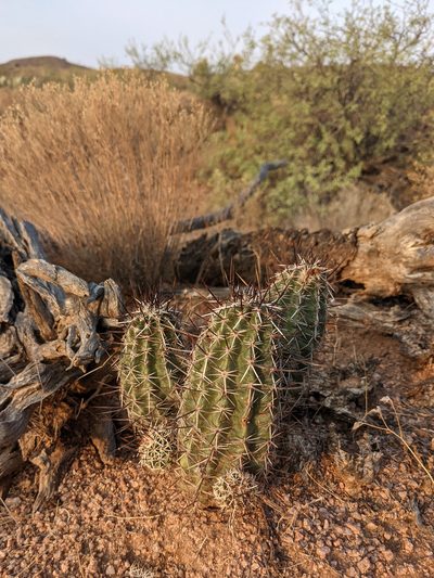Echinocereus fendleri, photographed by Dominic Gentilcore