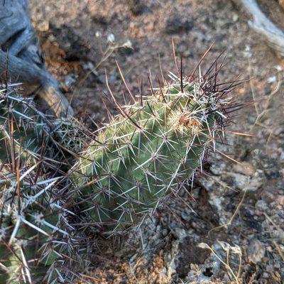 Echinocereus fendleri, photographed by Dominic Gentilcore