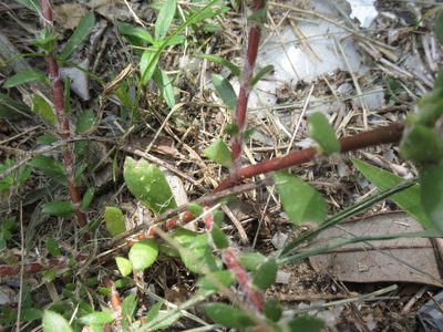 Portulaca amilis, photographed by Raven Dandridge