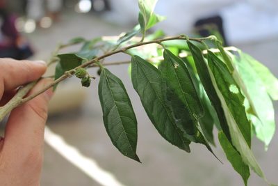 Trophis racemosa, photographed by Viacheslav Shalisko