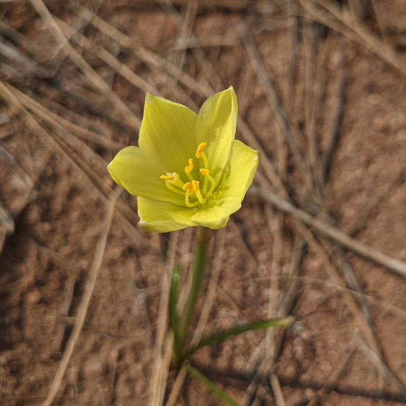 Habranthus longifolius, photographed by Dominic Gentilcore