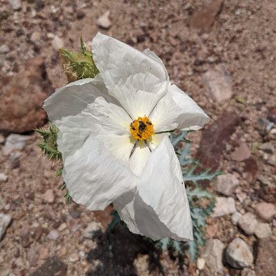 Argemone pleiacantha, photographed by Dominic Gentilcore