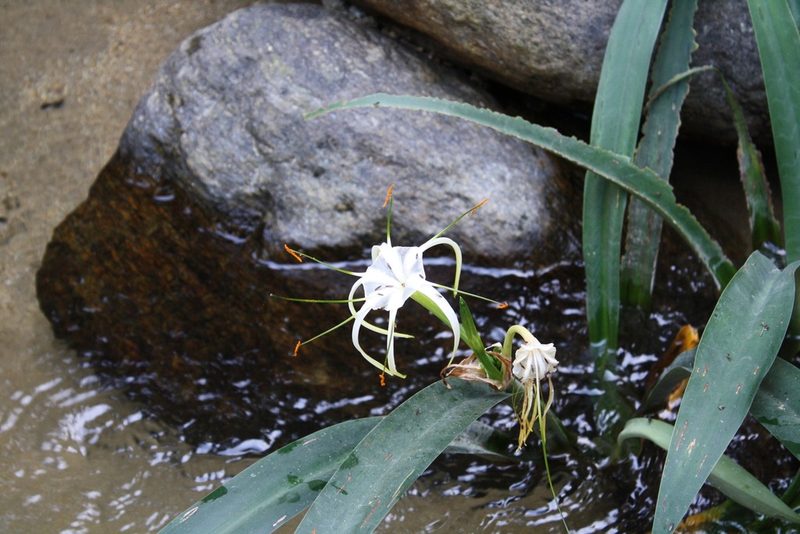 Hymenocallis acutifolia, photographed by Viacheslav Shalisko