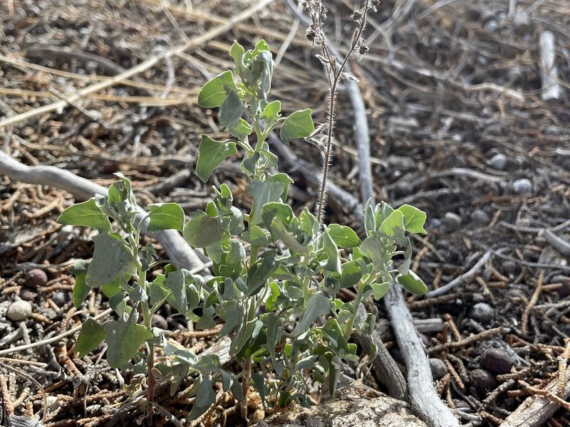 Chenopodium incanum, photographed by Bobby McCabe