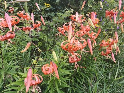 Lilium lancifolium, photographed by robinlanark