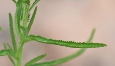 Achillea alpina, photographed by Eric Lamb