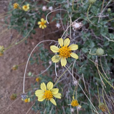 Encelia virginensis, photographed by Dominic Gentilcore