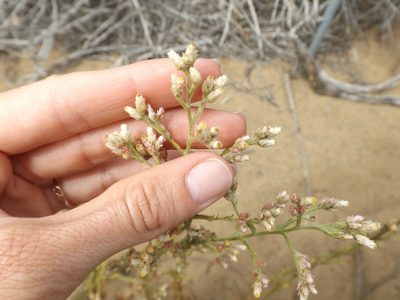 Pseudognaphalium ramosissimum, photographed by Amy