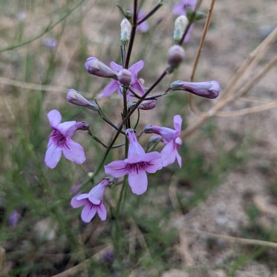 Penstemon thurberi, photographed by Dominic Gentilcore