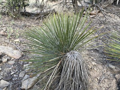 Yucca baileyi, photographed by Bobby McCabe