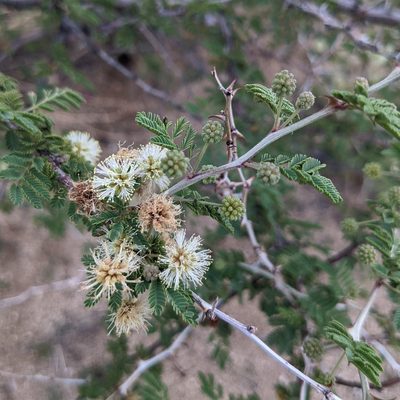Mimosa aculeaticarpa, photographed by Dominic Gentilcore