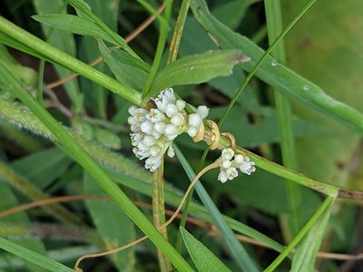 Cuscuta coryli, photographed by Ethan Rose