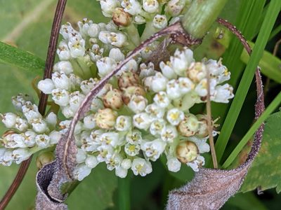 Cuscuta coryli, photographed by Ethan Rose