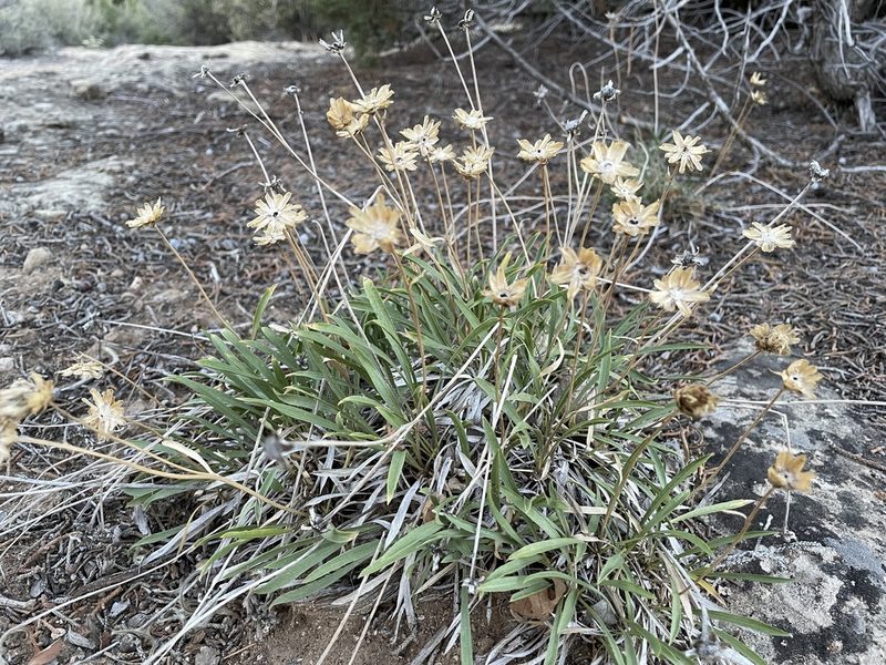 Stenotus armerioides, photographed by Bobby McCabe