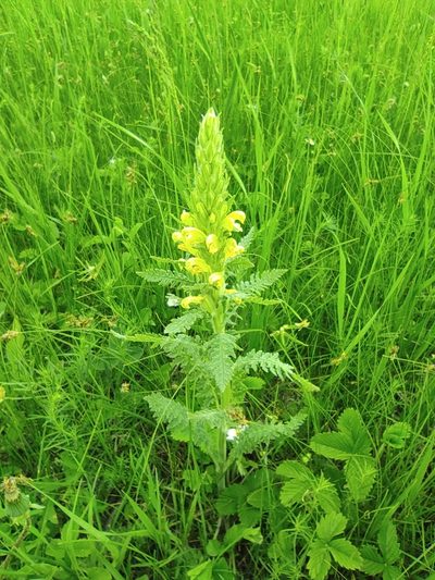 Pedicularis kaufmannii, photographed by Dmitry Lyskov