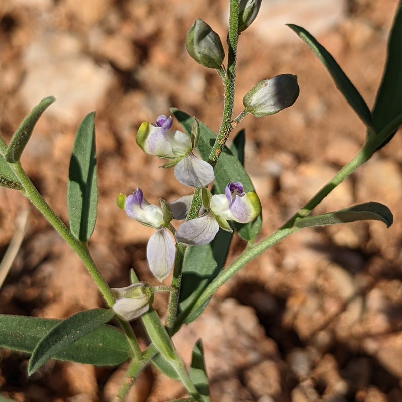 Hebecarpa barbeyana, photographed by Dominic Gentilcore