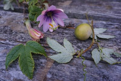 Passiflora pinnatistipula, photographed by Alice Shanks