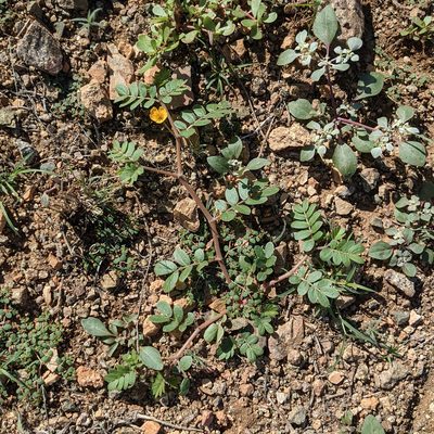 Kallstroemia parviflora, photographed by Dominic Gentilcore