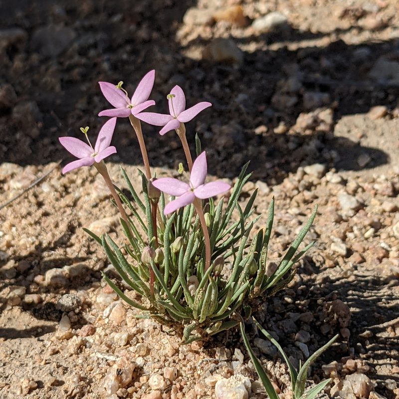 Houstonia rubra, photographed by Dominic Gentilcore