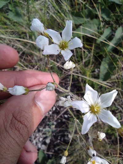 Eremogone biebersteinii, photographed by Dmitry Lyskov