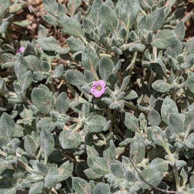 Tiquilia canescens, photographed by Dominic Gentilcore