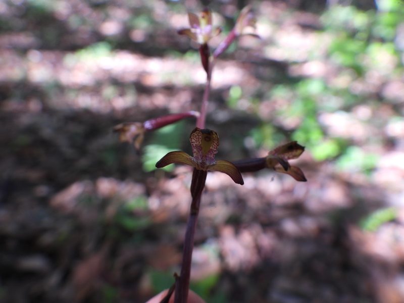 Corallorhiza bulbosa, photographed by Leticia Jiménez Hernández