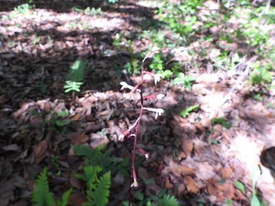 Corallorhiza bulbosa, photographed by Leticia Jiménez Hernández