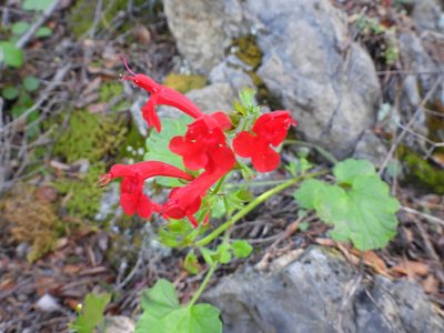 Salvia roemeriana, photographed by Leticia Jiménez Hernández