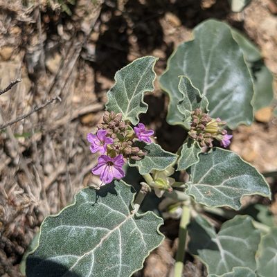 Acleisanthes chenopodioides, photographed by Dominic Gentilcore