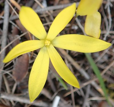 Pauridia monophylla, photographed by Nicola van Berkel