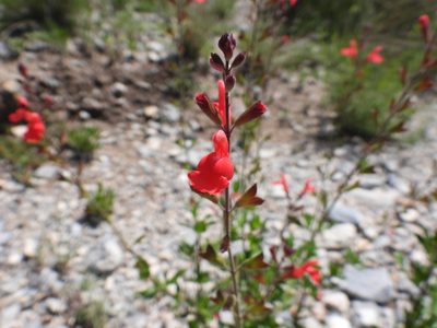 Salvia greggii, photographed by Leticia Jiménez Hernández