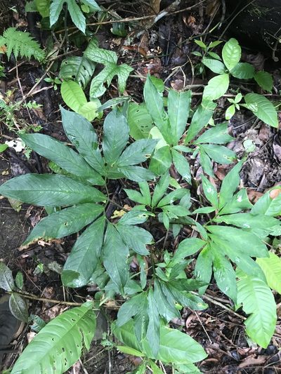 Xanthosoma helleborifolium, photographed by fern Wildtruth