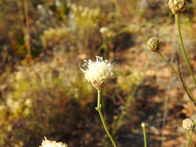 Cephalaria leucantha, photographed by Duarte Frade