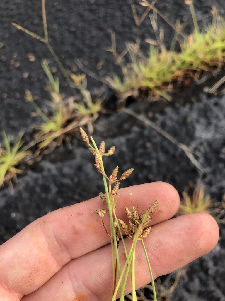 Fimbristylis decipiens, photographed by John Kees