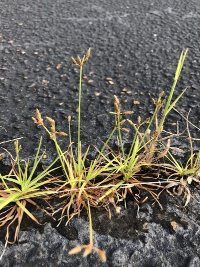 Fimbristylis decipiens, photographed by John Kees