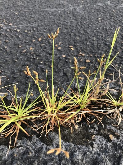 Fimbristylis decipiens, photographed by John Kees