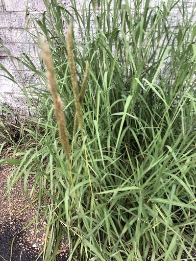 Bothriochloa longipaniculata, photographed by John Kees