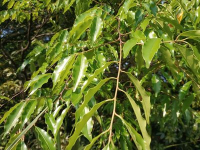 Prunus spinulosa, photographed by laneser kuo